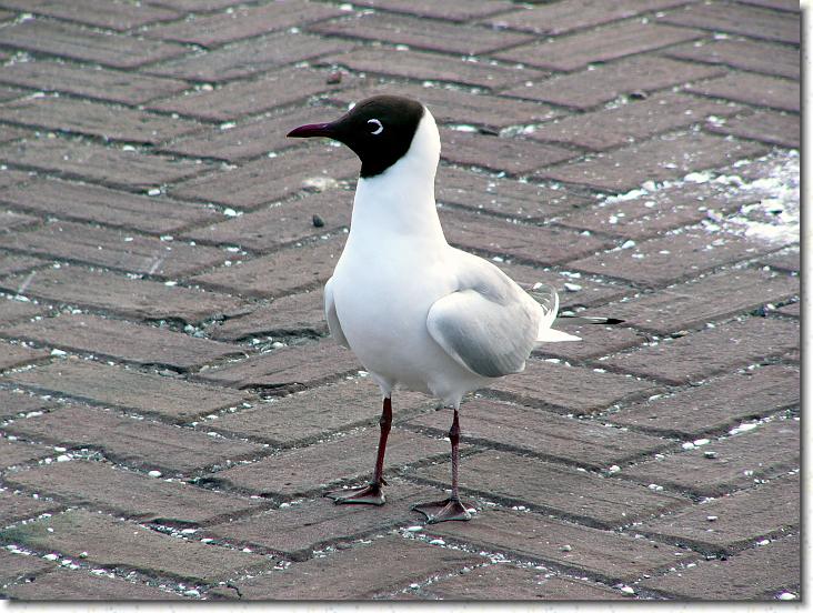 Næste billede